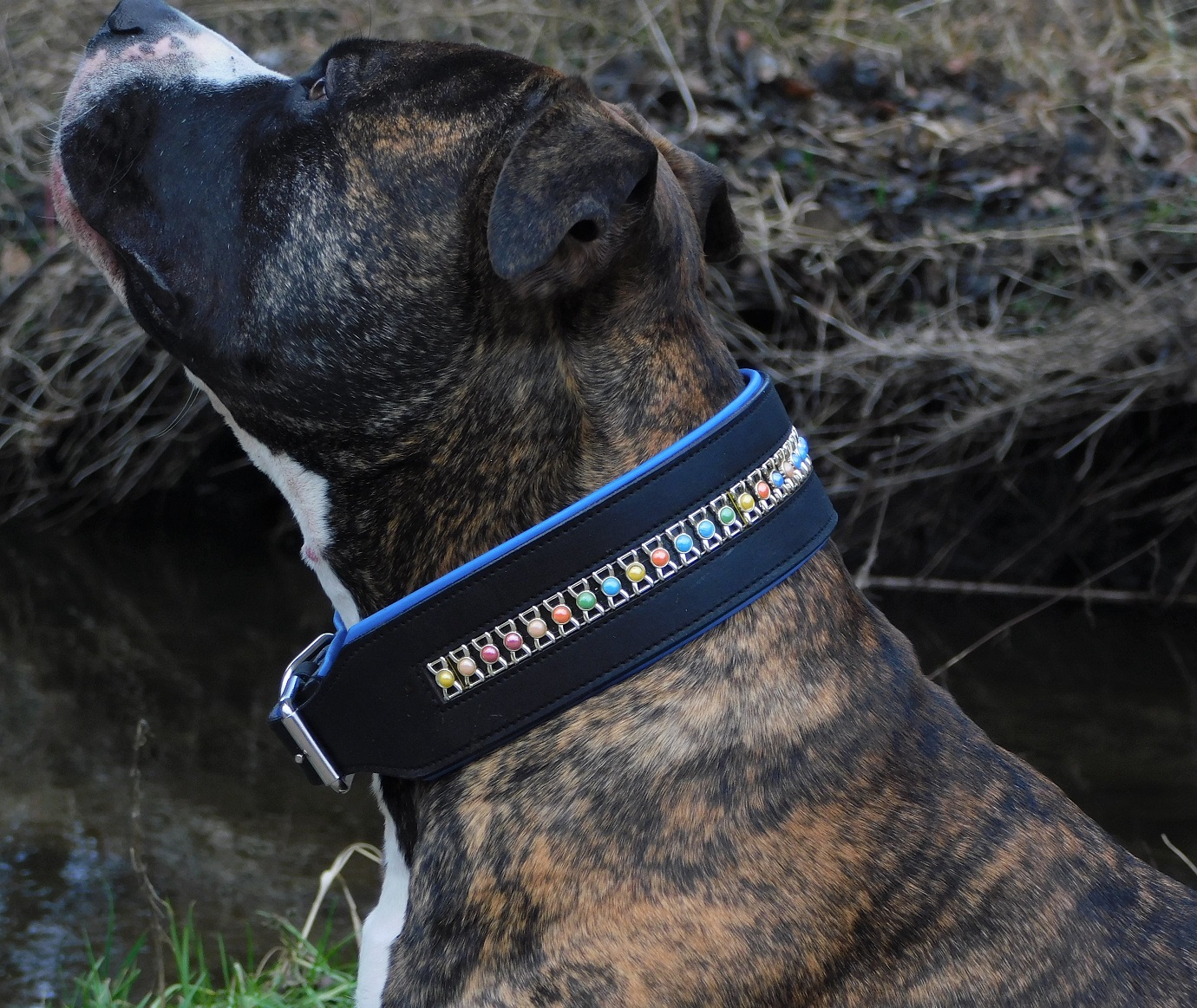 ZEUSS Lederhalsband Schwarz Mit Conchos – Breit, Weich Unterlegt & Fest Vernäht (Gr. M, L, XL)